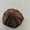 Bibbey BioSciences Dried Lotus Head / Pod Large - 3