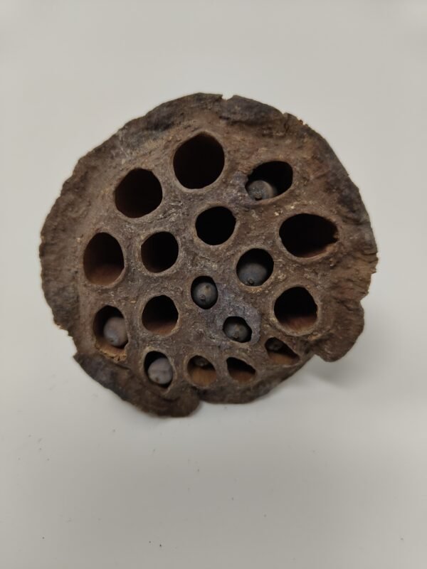 Bibbey BioSciences Dried Lotus Head / Pod Medium - 1