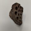 Bibbey BioSciences Dried Lotus Head / Pod Medium - 2