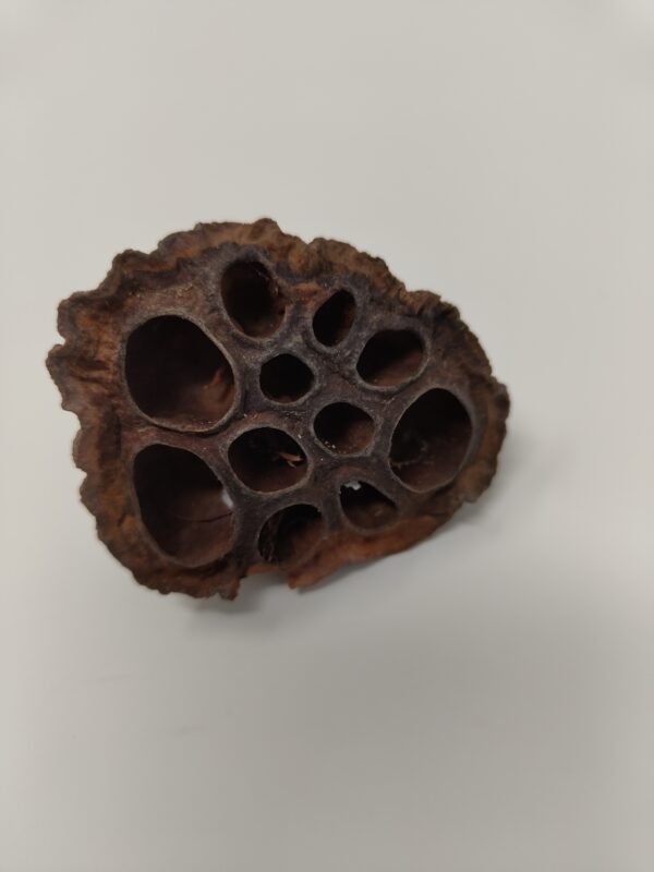 Bibbey BioSciences Dried Lotus Head / Pod Small - 1