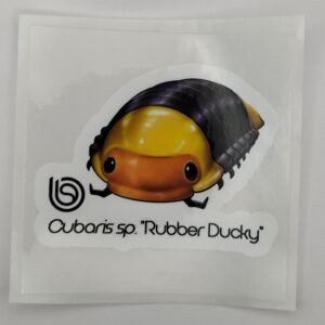 Cubaris sp. Rubber Ducky 80mm x 80mm Sticker Decal