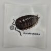 Porcellio dilatatus 80mm x 80mm Sticker Decal