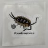 Porcellio expansus 80mm x 80mm Sticker Decal