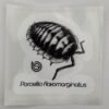 Porcellio flavomarginatus 80mm x 80mm Sticker Decal