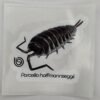 Porcellio hoffmannseggii 80mm x 80mm Sticker Decal