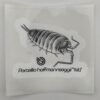 Porcellio hoffmannseggii Yeti 80mm x 80mm Sticker Decal