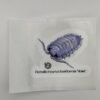 Porcellio incanus baeticensis Violet 80mm x 80mm Sticker Decal