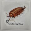 Porcellio magnificus 80mm x 80mm Sticker Decal