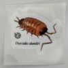 Porcellio silvestri 80mm x 80mm Sticker Decal