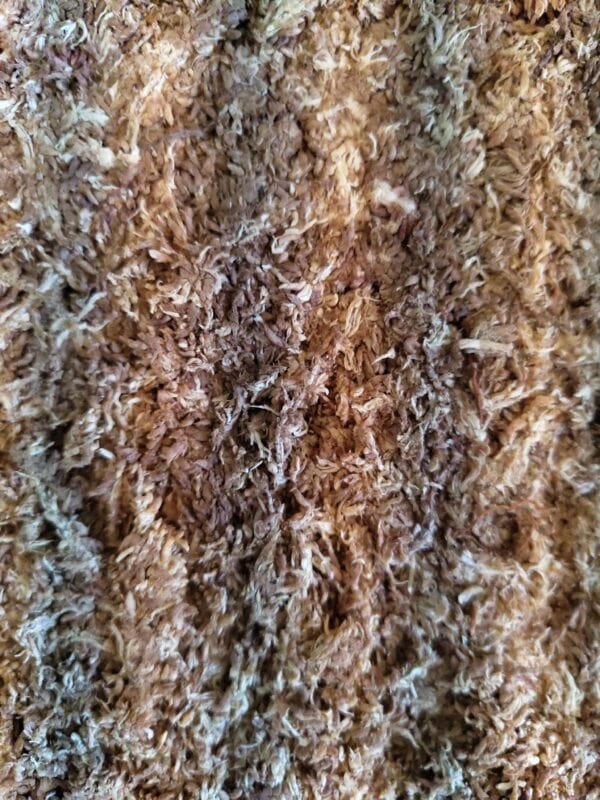 Dried Sphagnum Moss