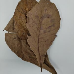 Dried Catappa Leaves