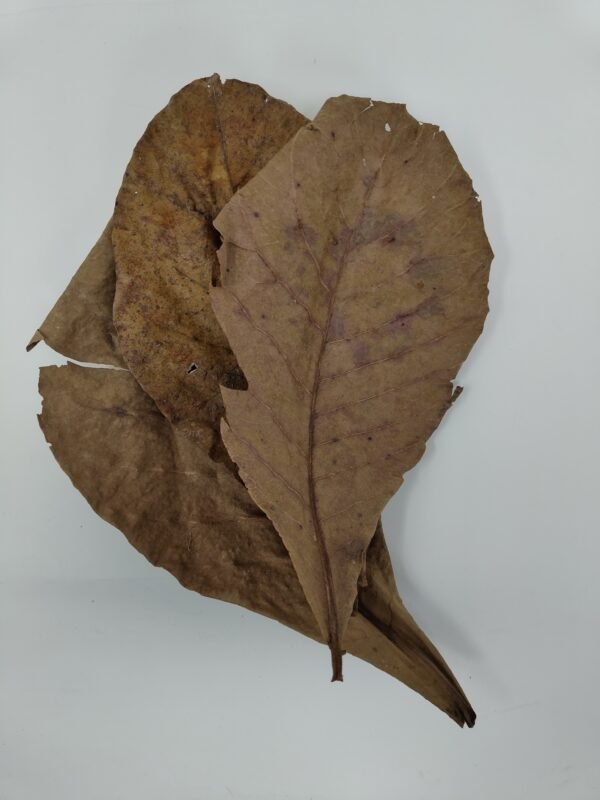 Dried Catappa Leaves