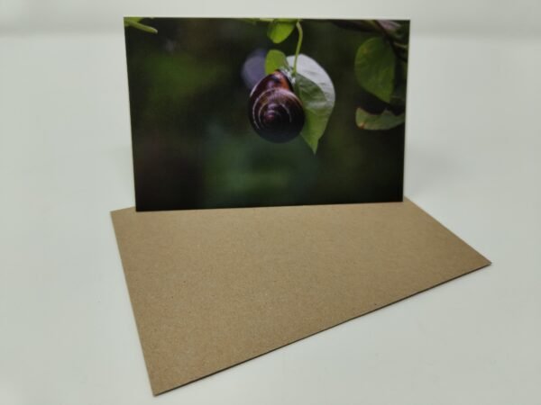 Snail On Leaf - Greeting Card Pack (Blank Inside) by Brownlow BioSciences