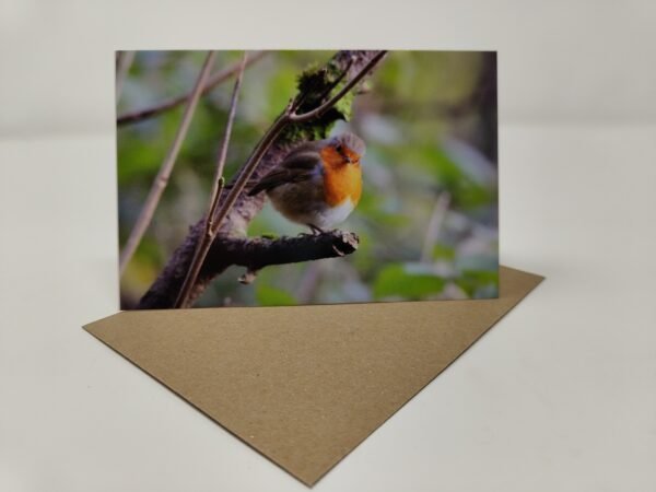 Robin - Greeting Card Pack (Blank Inside) by Brownlow BioSciences