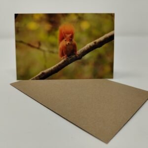 Red Squirrel (Front) - Greeting Card Pack (Blank Inside) by Brownlow BioSciences