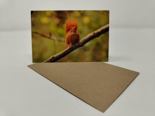 Red Squirrel (Front) - Greeting Card Pack (Blank Inside) by Brownlow BioSciences
