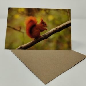 Red Squirrel (Side) - Greeting Card Pack (Blank Inside) by Brownlow BioSciences