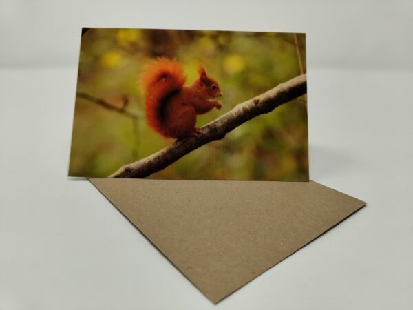 Red Squirrel (Side) - Greeting Card Pack (Blank Inside) by Brownlow BioSciences