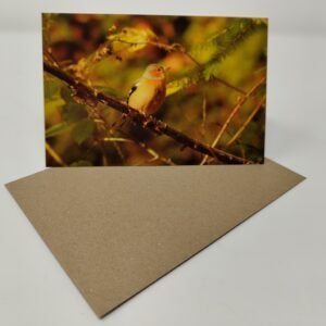 Chaffinch - Greeting Card Pack (Blank Inside) by Brownlow BioSciences