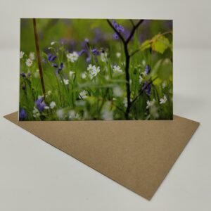 Bluebell Woodland - Greeting Card Pack (Blank Inside) by Brownlow BioSciences