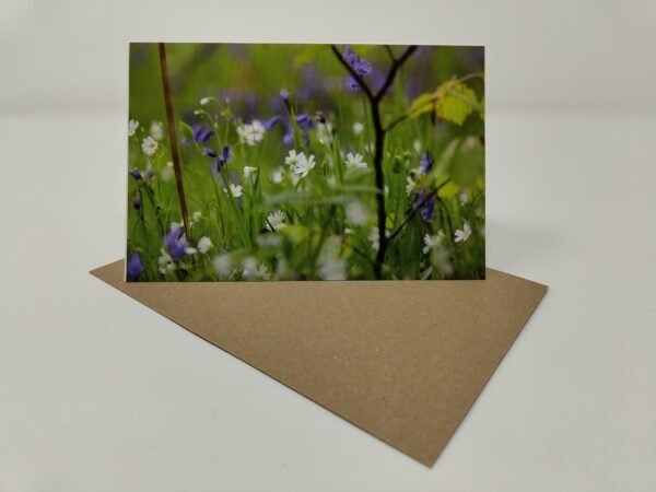 Bluebell Woodland - Greeting Card Pack (Blank Inside) by Brownlow BioSciences