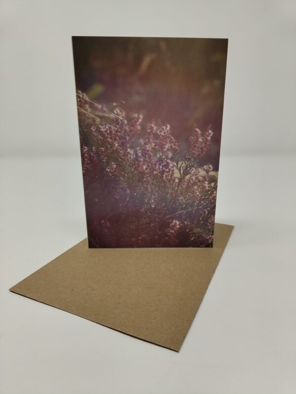 Heather Sunset - Greeting Card Pack (Blank Inside) by Brownlow BioSciences